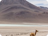 Bolivia Cile 2017-0504